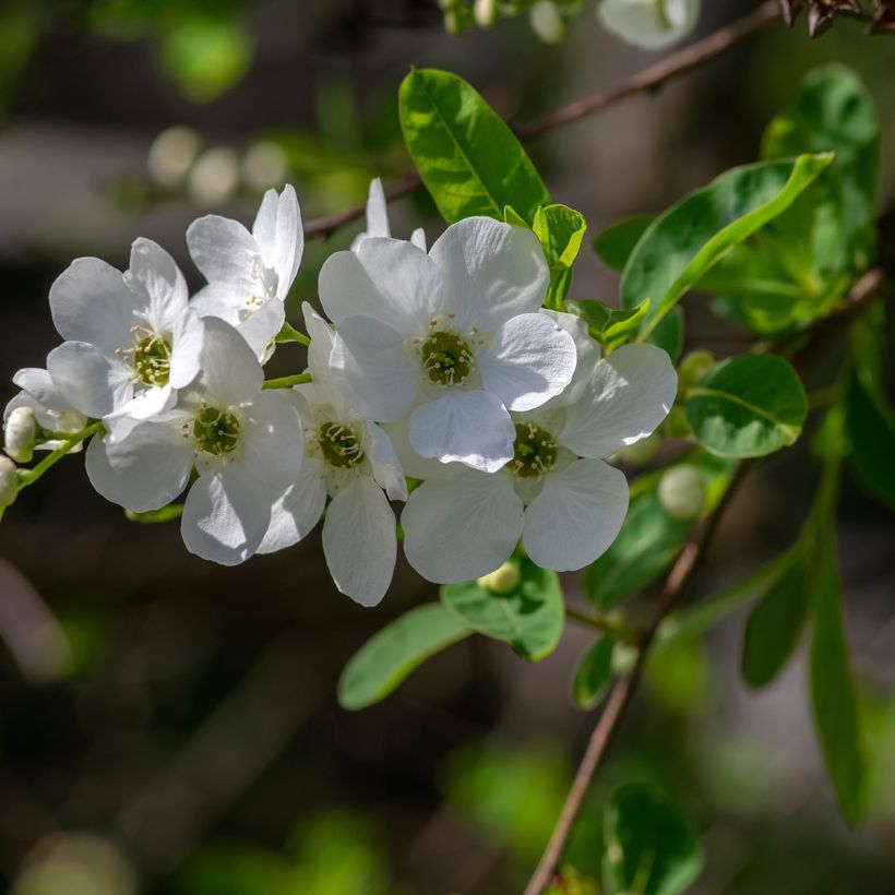 Prunkspiere Snow Mountain - Exochorda racemosa (Blüte)