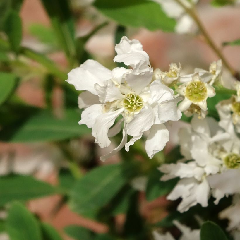 Prunkspiere The Bride - Exochorda macrantha (Blüte)