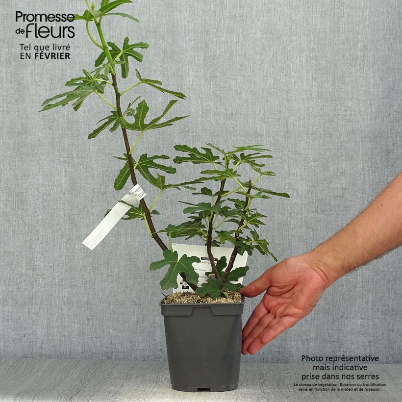 Example of Feige Marseillaise - Ficus carica Topf mit 2L/3L as you get in automne