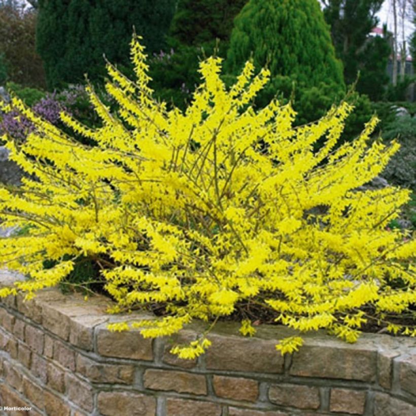 Goldglöckchen Marée d'Or - Forsythie (Plant habit)