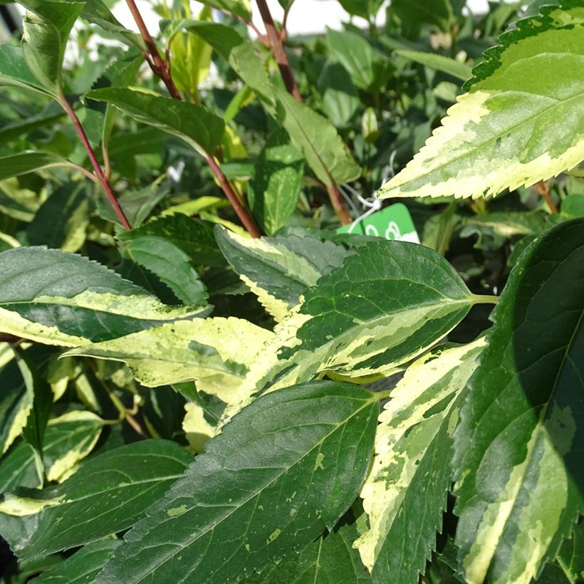 Goldglöckchen Variegata - Forsythie (Foliage)