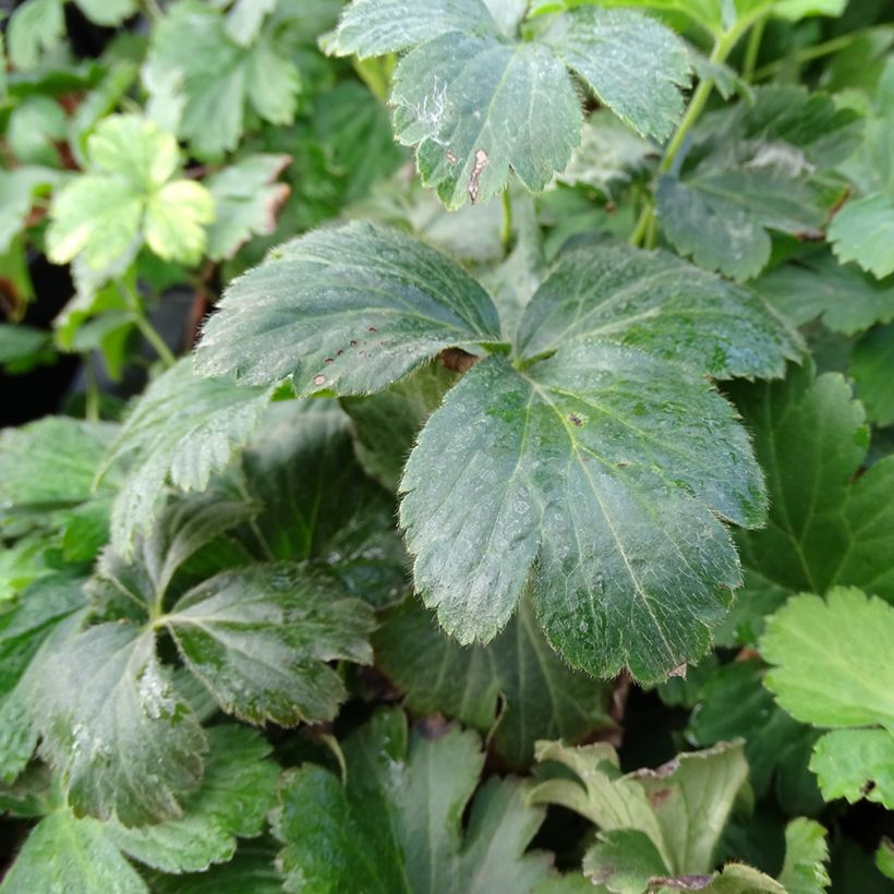 Waldsteinia ternata - Waldsteinia (Foliage)