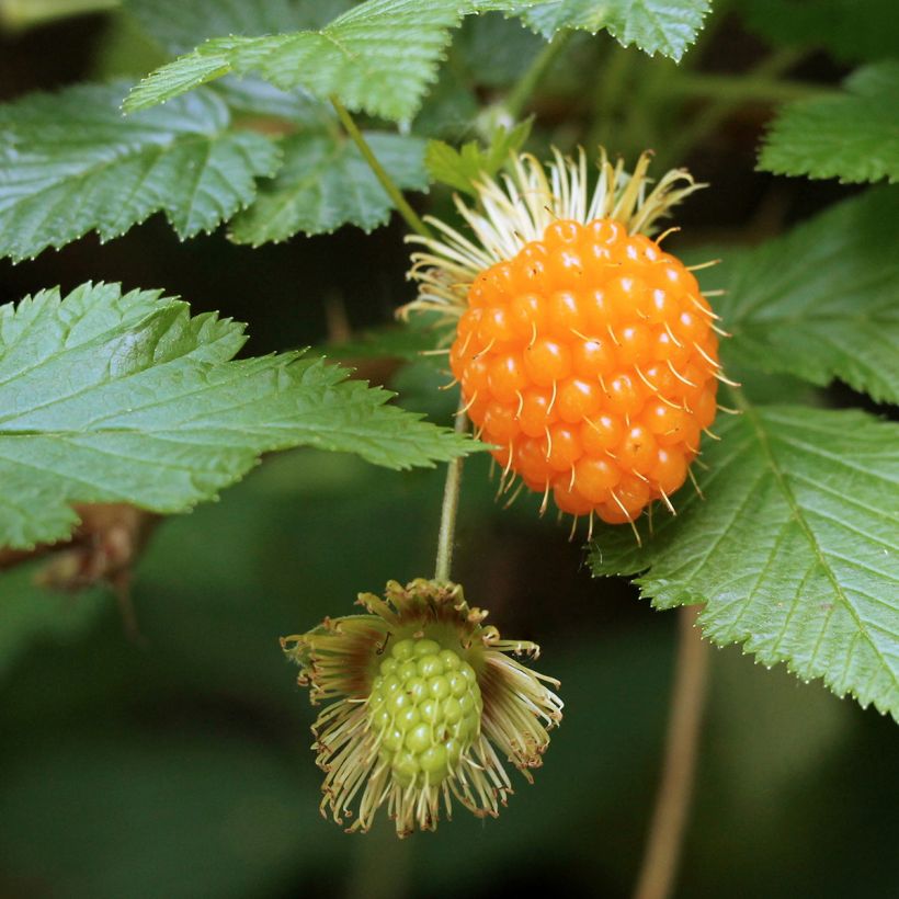Rubus spectabilis Pacific Rose - Pracht-Himbeere (Harvest)