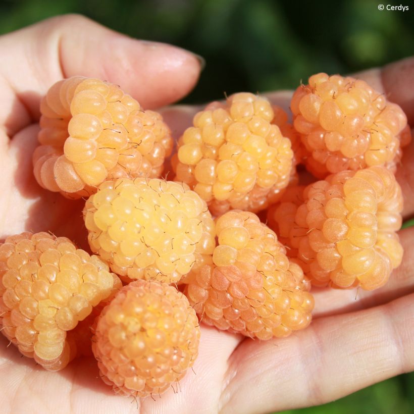 Himbeere Schlaraffia Golddigger (Harvest)