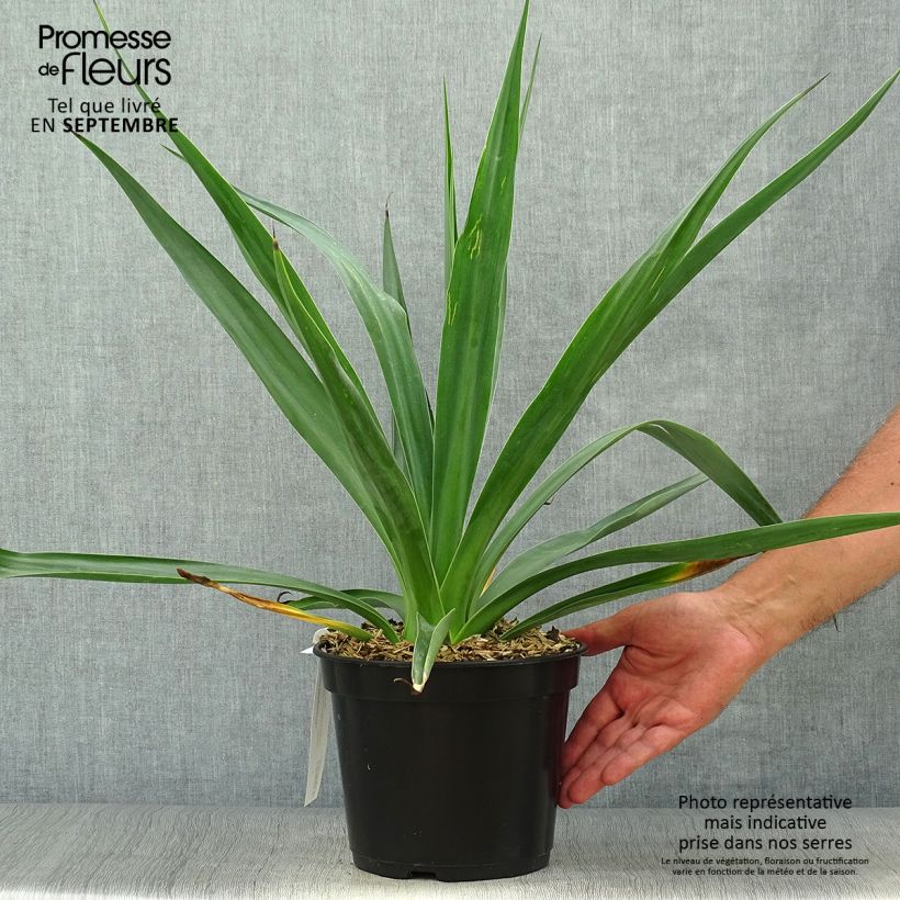 Example of Furcraea bedinghausii Topf mit 3L/4L as you get in automne