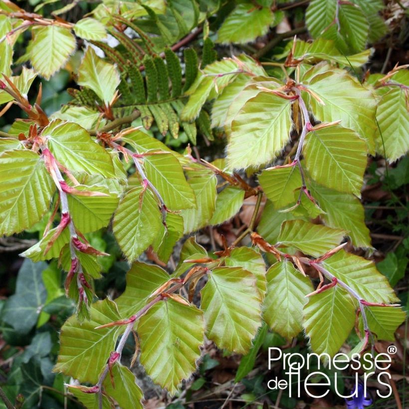 Rotbuche - Fagus sylvatica (Foliage)