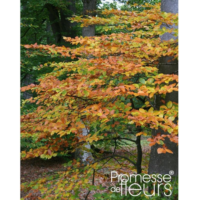 Rotbuche - Fagus sylvatica (Plant habit)