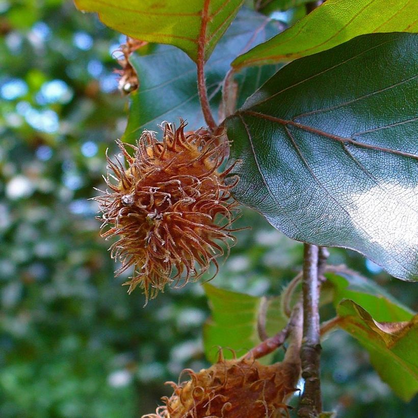 Rotbuche Atropurpurea - Fagus sylvatica (Harvest)