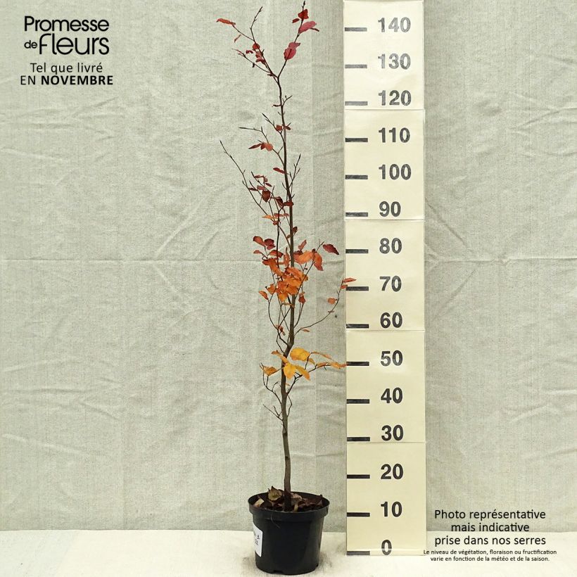 Example of Rotbuche Atropurpurea - Fagus sylvatica Topf mit 4L/5L as you get in automne