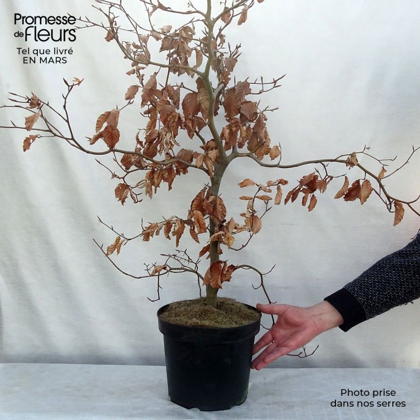 Exemplar von Rotbuche Atropurpurea - Fagus sylvatica Topf mit 4L/5L wie im Winter geliefert