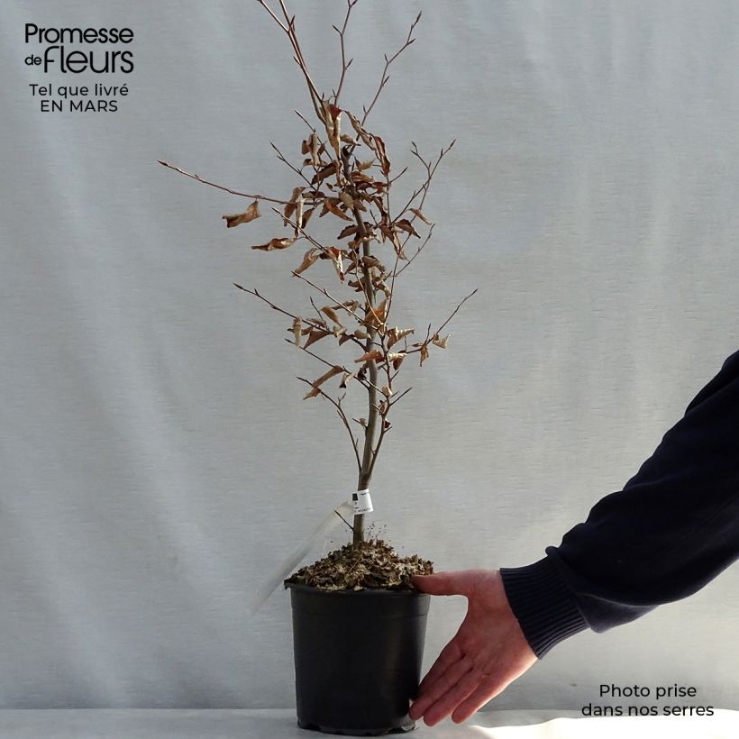 Exemplar von Rotbuche Atropurpurea - Fagus sylvatica Topf mit 2L/3L wie im Frühjahr geliefert