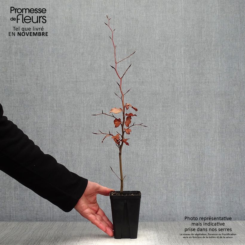 Example of Rotbuche Atropurpurea - Fagus sylvatica Kleine Töpfe von 8/9 cm as you get in automne