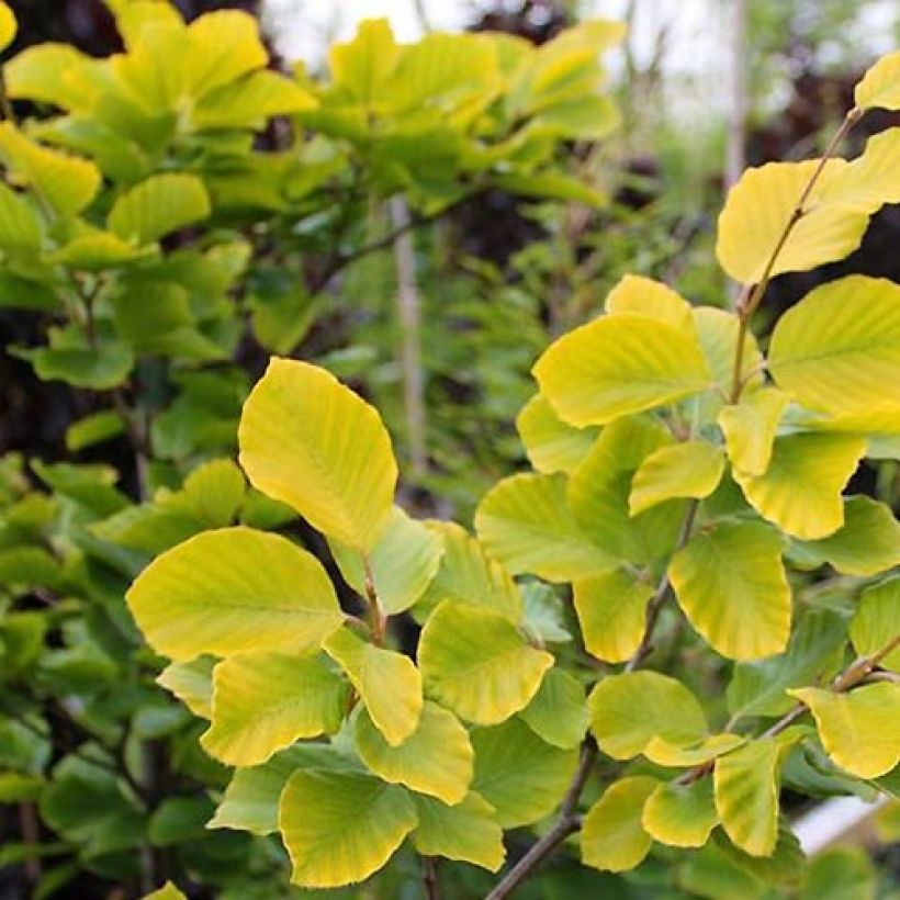 Rotbuche Dawyck Gold - Fagus sylvatica (Foliage)