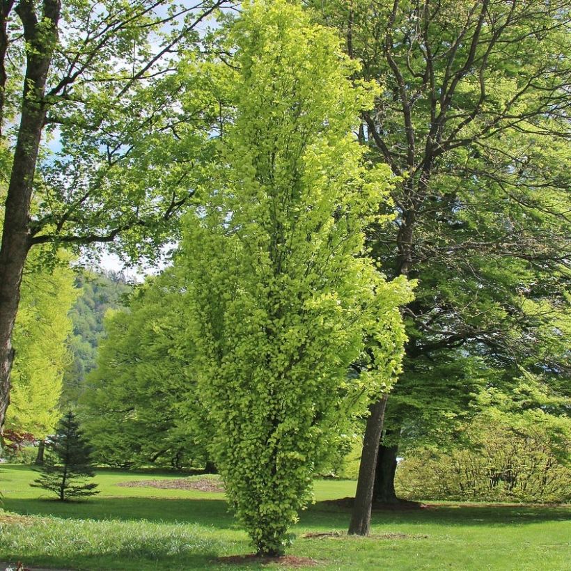 Rotbuche Dawyck Gold - Fagus sylvatica (Plant habit)