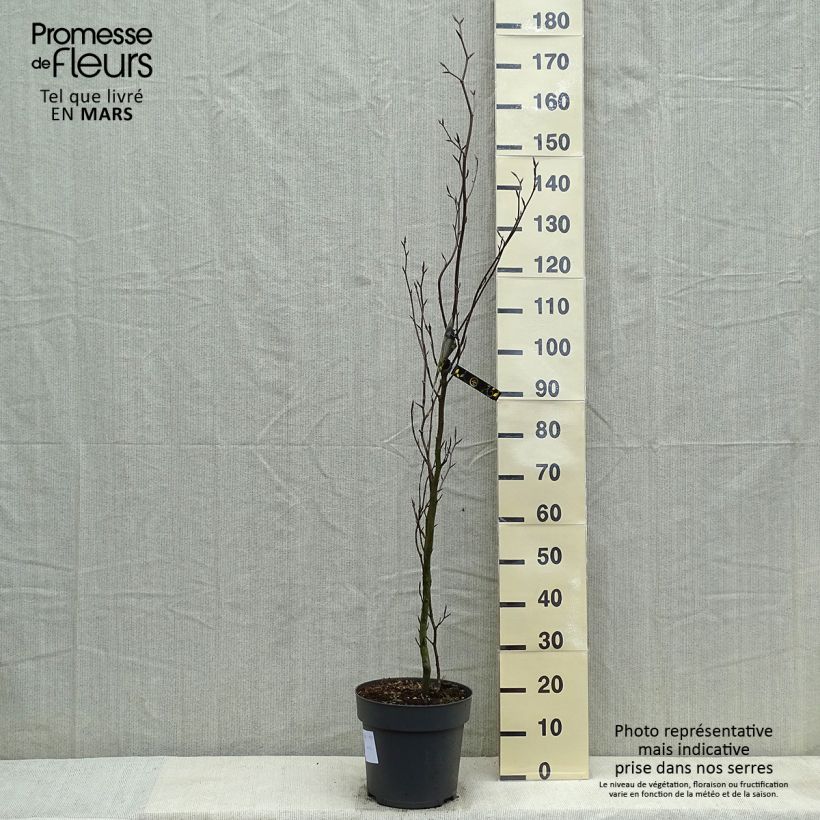 Exemplar von Rotbuche Dawyck - Fagus sylvatica Topf mit 4L/5L wie im Frühjahr geliefert