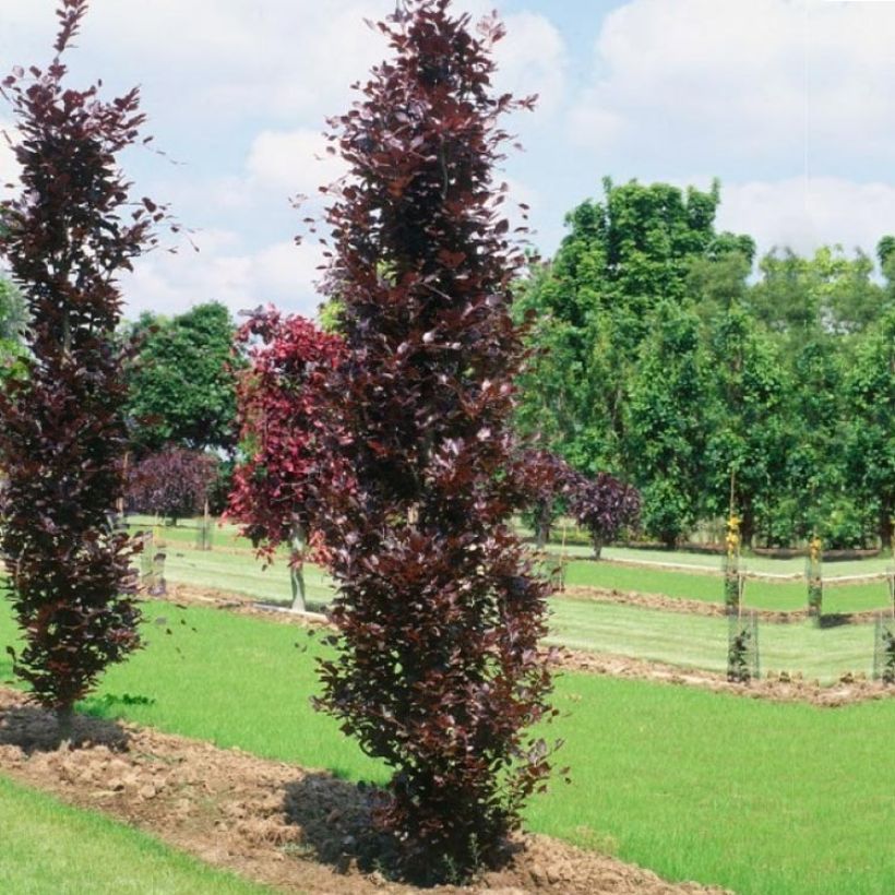 Rotbuche Dawyck Purple - Fagus sylvatica (Plant habit)