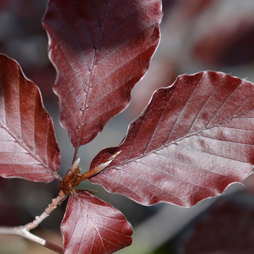 Rotbuche Dawyck Purple - Fagus sylvatica (Laub)