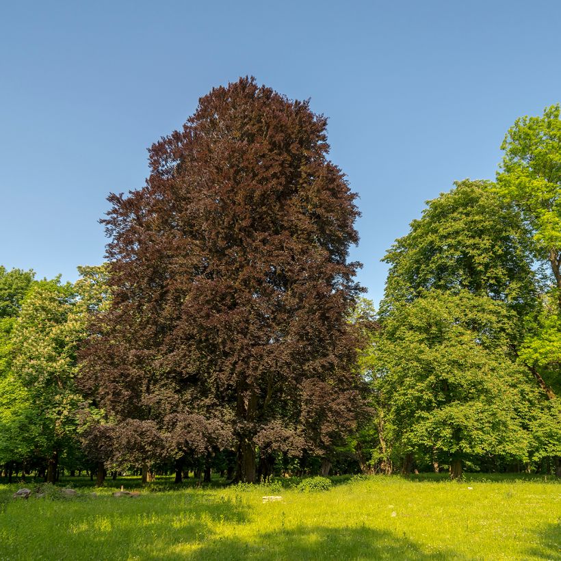 Rotbuche Dawyck Purple - Fagus sylvatica (Hafen)