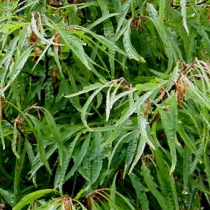 Rotbuche Mercedes - Fagus sylvatica (Foliage)