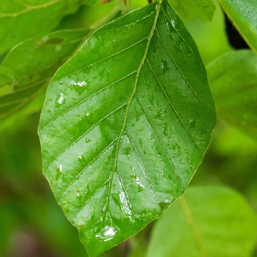 Rotbuche Pendula - Fagus sylvatica (Foliage)