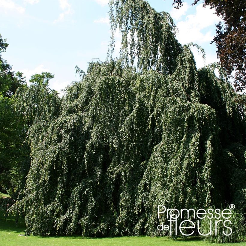 Rotbuche Pendula - Fagus sylvatica (Plant habit)