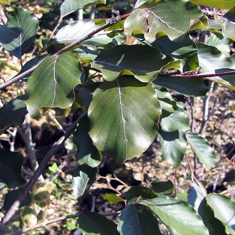 Rotbuche Riversii - Fagus sylvatica (Foliage)