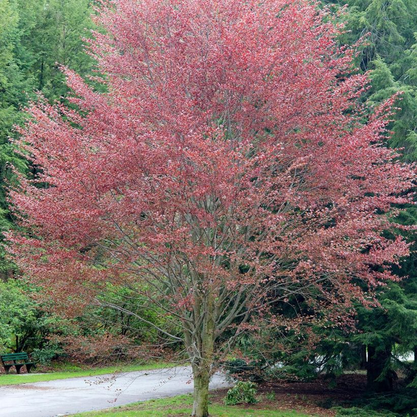 Rotbuche Riversii - Fagus sylvatica (Plant habit)