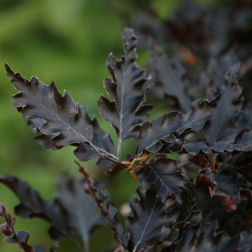 Rotbuche Rohan Weeping - Fagus sylvatica (Foliage)