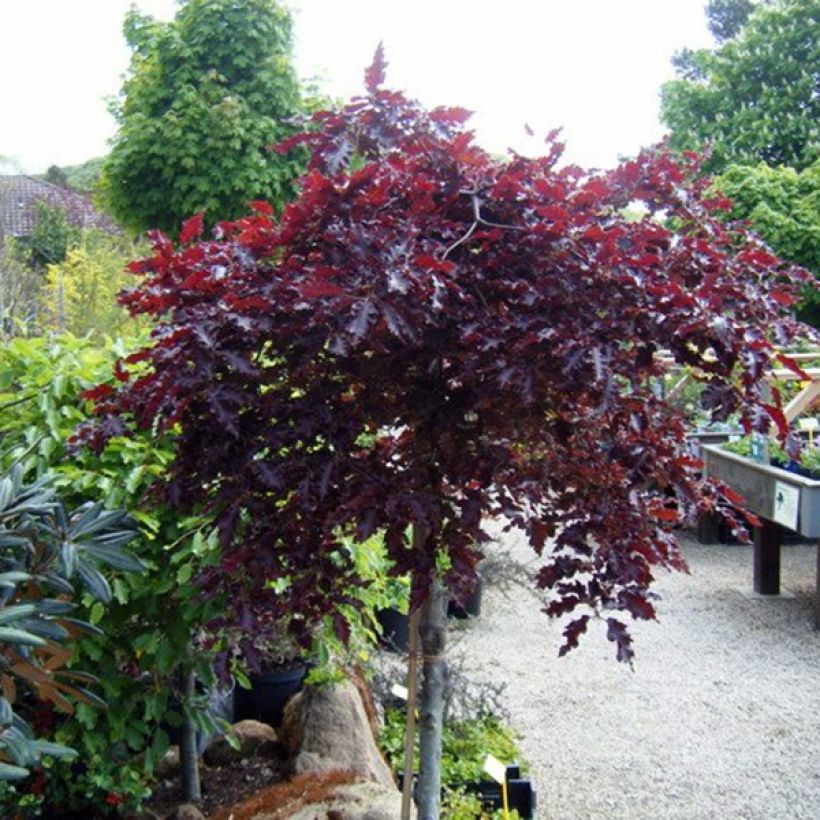 Rotbuche Rohan Weeping - Fagus sylvatica (Plant habit)