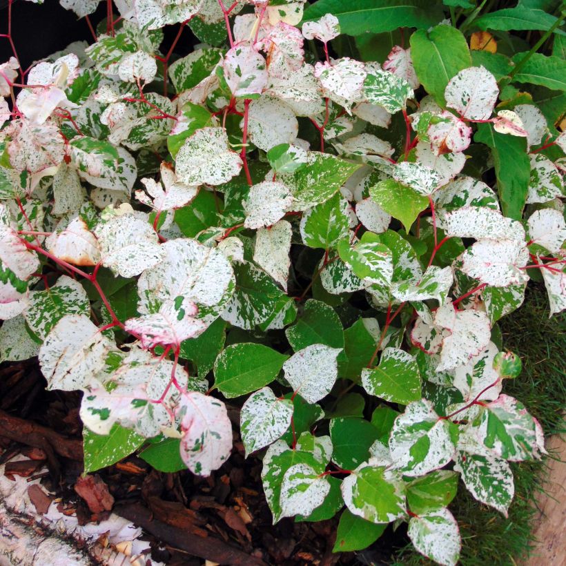 Fallopia japonica Variegata - Japanischer Flügelknöterich (Foliage)