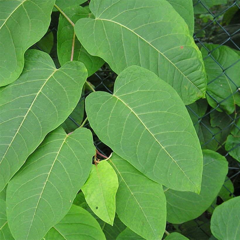 Fallopia sachalinensis - Sachalin-Staudenknöterich (Foliage)