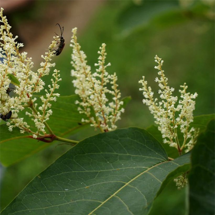 Fallopia sachalinensis - Sachalin-Staudenknöterich (Flowering)