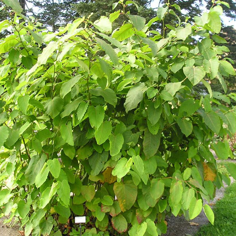 Fallopia sachalinensis - Sachalin-Staudenknöterich (Plant habit)