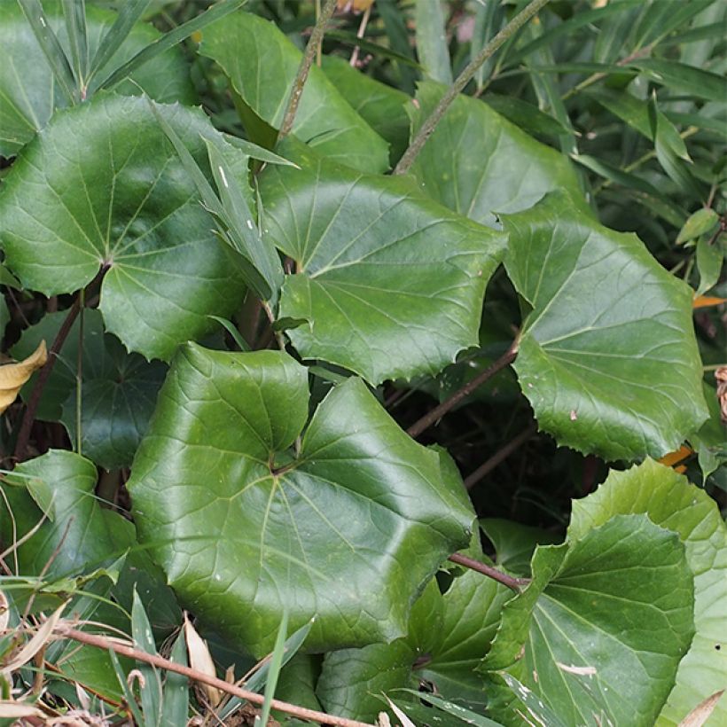Farfugium japonicum - Japanischer Scheingoldkolben (Foliage)