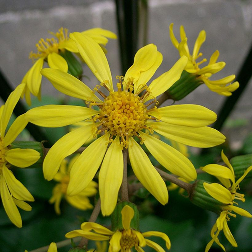 Farfugium japonicum - Japanischer Scheingoldkolben (Flowering)