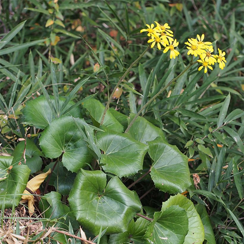 Farfugium japonicum - Japanischer Scheingoldkolben (Plant habit)