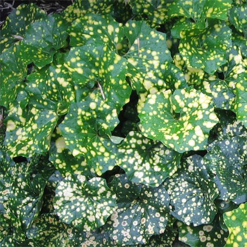 Farfugium japonicum Aureomaculatum - Japanischer Scheingoldkolben (Foliage)