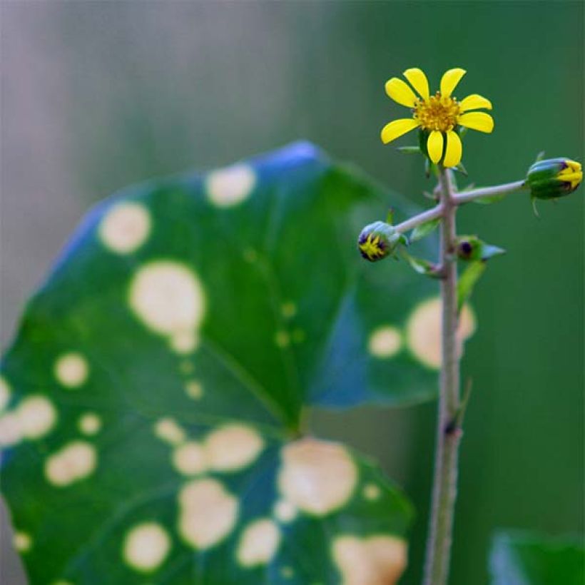 Farfugium japonicum Aureomaculatum - Japanischer Scheingoldkolben (Flowering)