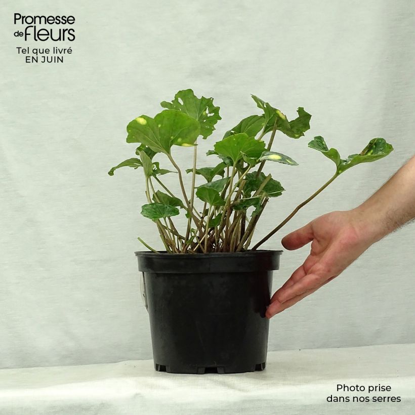 Exemplar von Farfugium japonicum Aureomaculatum - Japanischer Scheingoldkolben Topf mit 3L/4L wie im Sommer geliefert