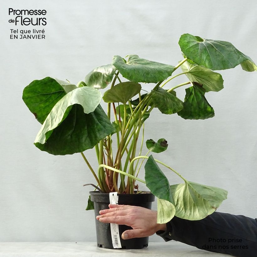 Example of Farfugium japonicum Crispata - Japanischer Scheingoldkolben Topf mit 4L/5L as you get in hiver