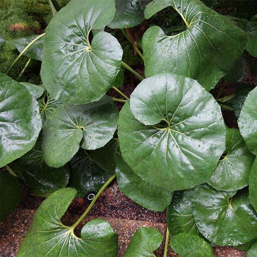 Farfugium japonicum Gigantea - Japanischer Scheingoldkolben (Plant habit)