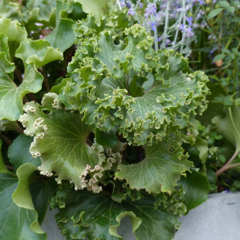 Farfugium japonicum Wavy Gravy - Japanischer Scheingoldkolben (Foliage)