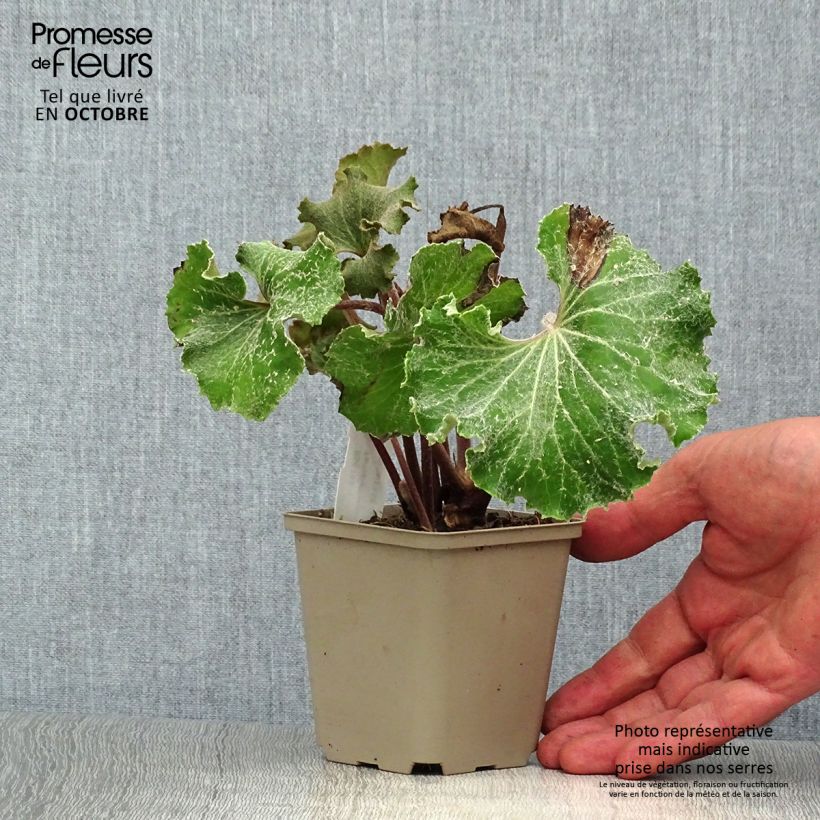 Example of Farfugium japonicum Wavy Gravy - Japanischer Scheingoldkolben Kleine Töpfe von 8/9 cm as you get in automne
