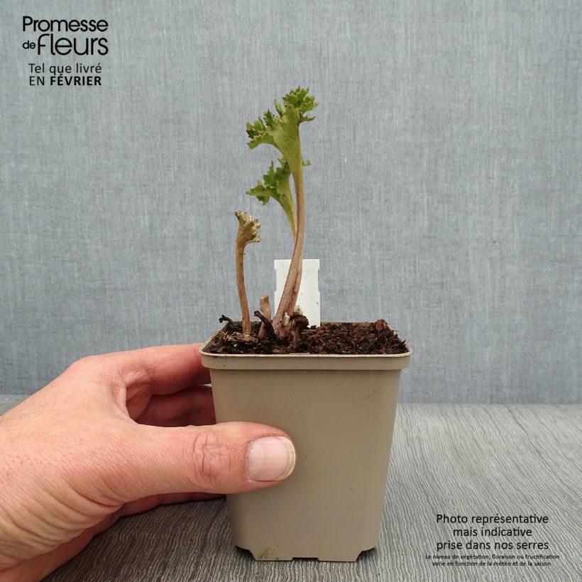 Exemplar von Farfugium japonicum Wavy Gravy - Japanischer Scheingoldkolben Kleine Töpfe von 8/9 cm wie im Winter geliefert