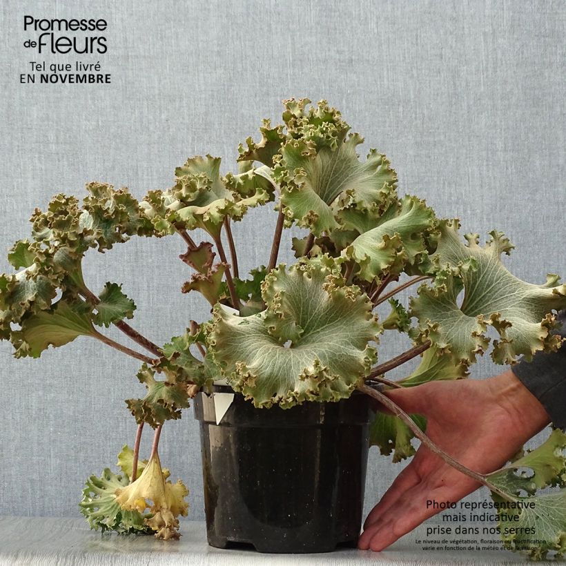 Example of Farfugium japonicum Wavy Gravy - Japanischer Scheingoldkolben Topf mit 2L/3L as you get in automne