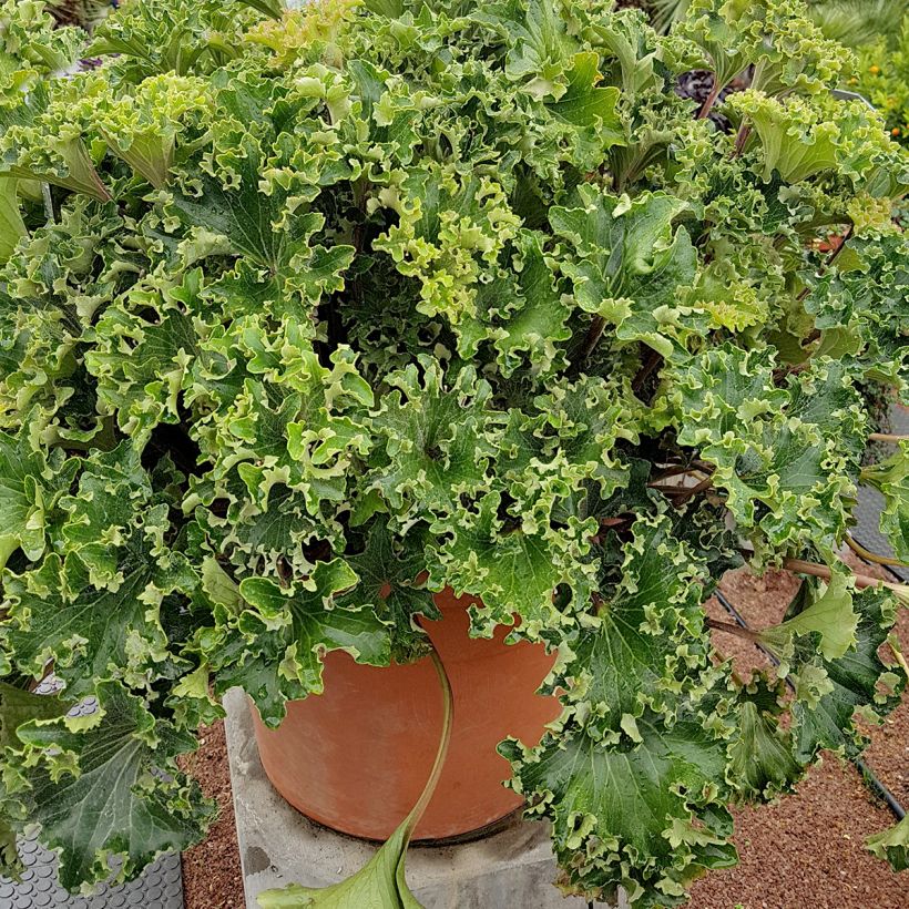 Farfugium japonicum Wavy Gravy - Japanischer Scheingoldkolben (Plant habit)
