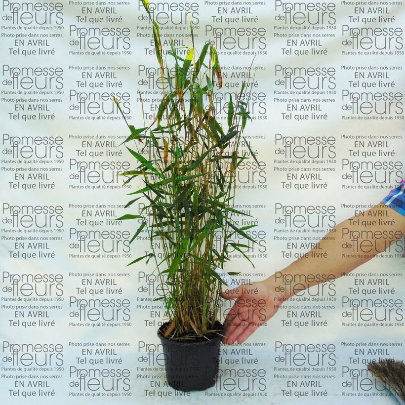 Example of Fargesia papyrifera Blue Dragon - Bambus Topf mit 2L/3L as you get