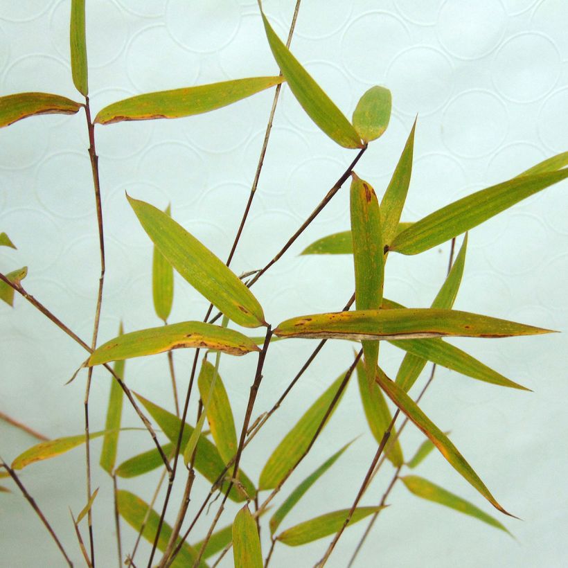 Fargesia sp Sichuan Green Dragon - Bambus (Foliage)