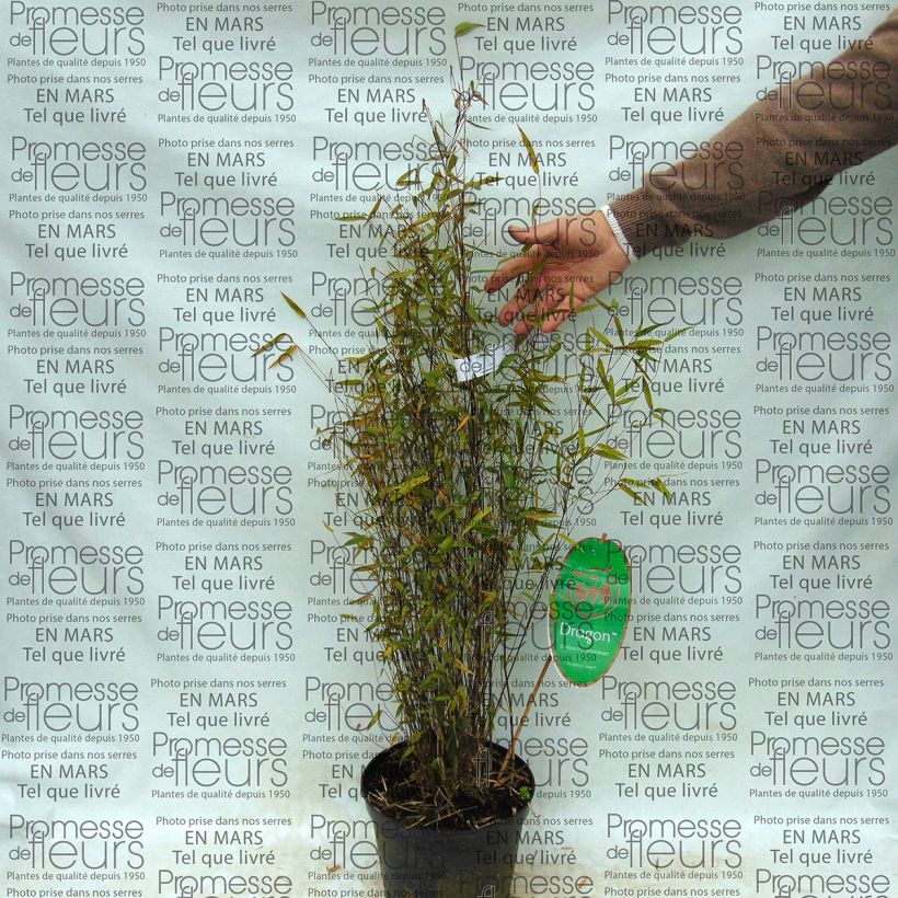 Example of Fargesia sp Sichuan Green Dragon - Bambus Topf mit 2L/3L as you get