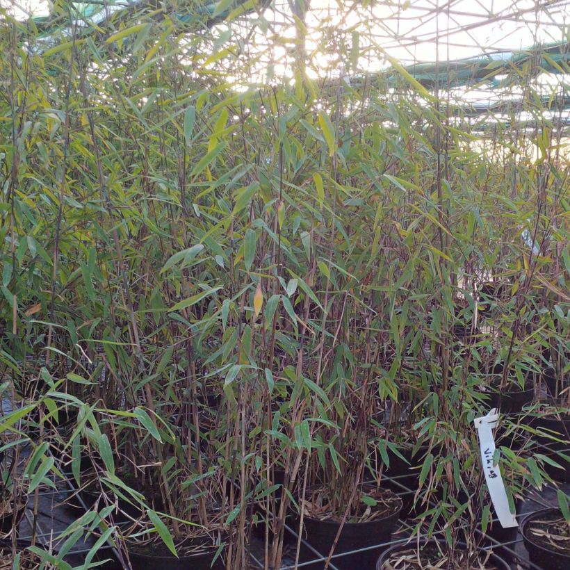 Fargesia Viking - Bambus (Plant habit)